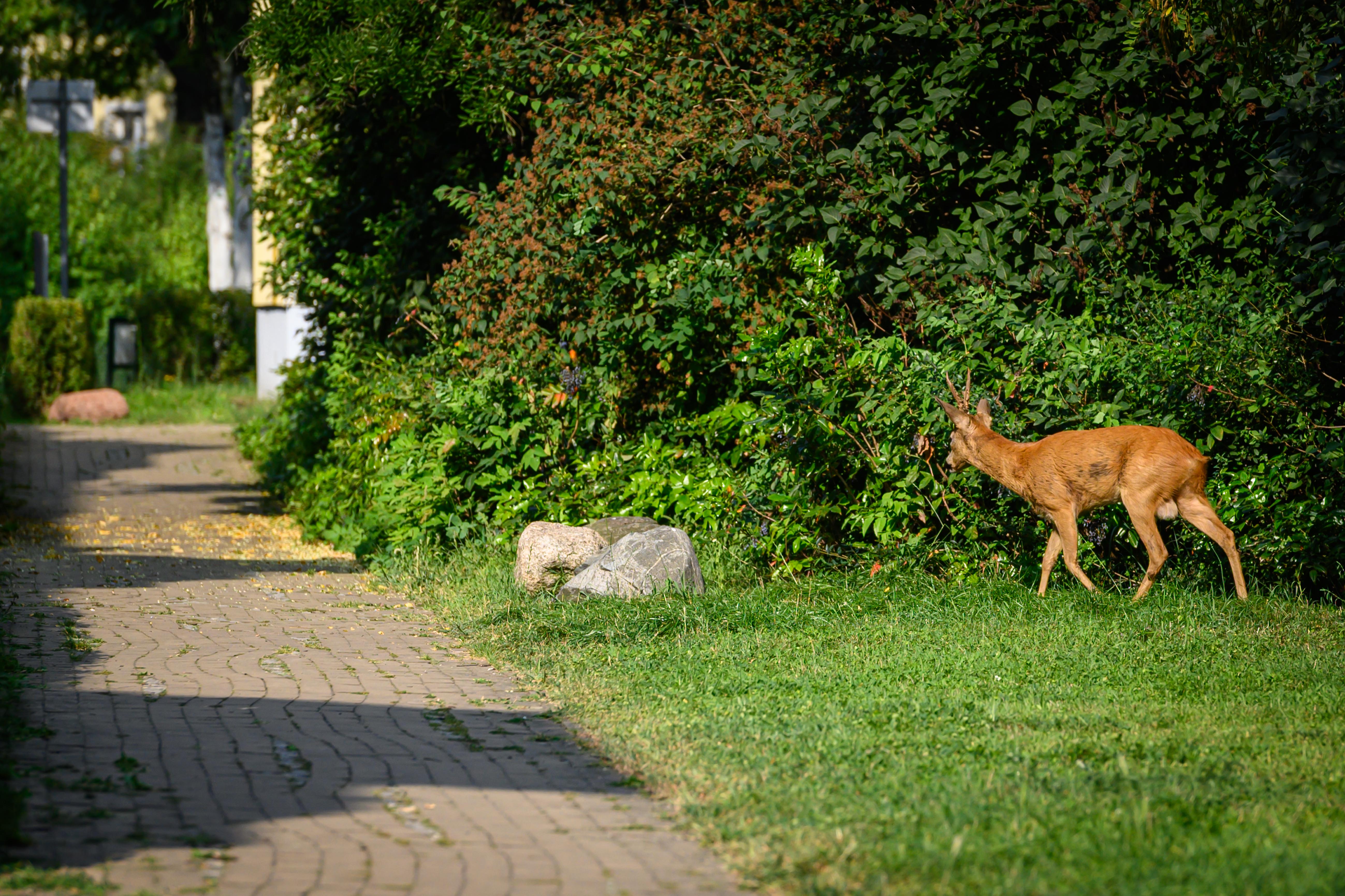 Berlin, Rehbock im Hinterhof