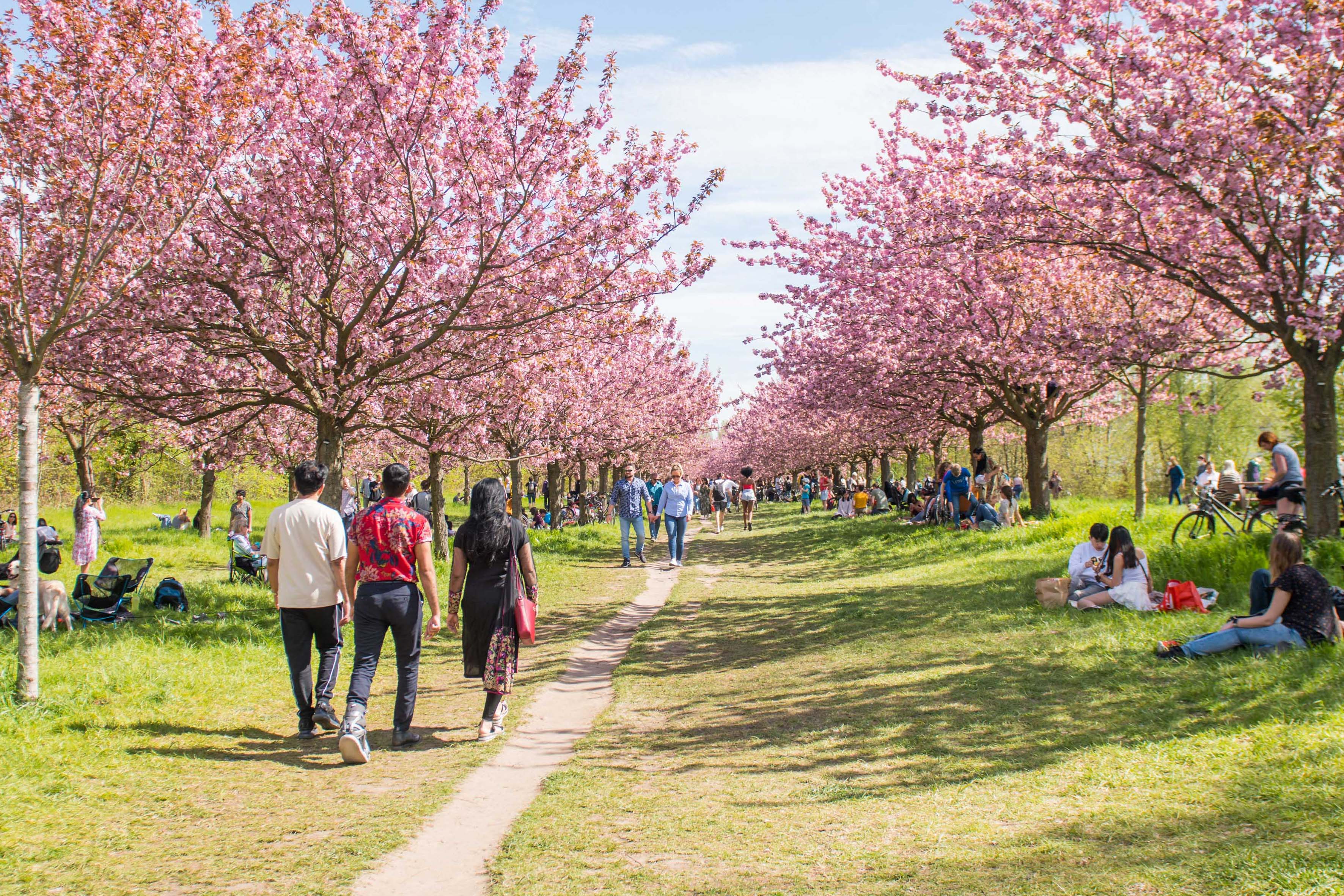 20210509_AdoraPress_KirschblüteTeltow_793